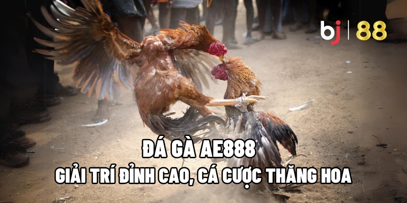 Đá Gà AE888 – Giải Trí Đỉnh Cao, Cá Cược Thăng Hoa 2 Đá gà AE888
