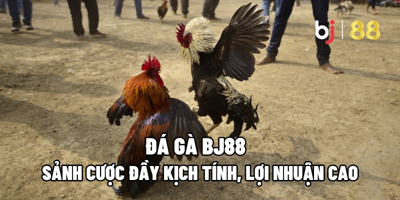 Đá Gà BJ88: Sảnh Cược Đầy Kịch Tính, Lợi Nhuận Cao 6 Đá Gà BJ88