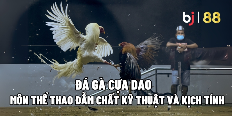Đá Gà Cựa Dao – Môn Thể Thao Đẫm Chất Kỹ Thuật Và Kịch Tính Tại BJ88 4 Đá gà cựa dao