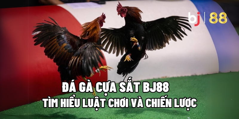 Đá Gà Cựa Sắt BJ88 – Tìm Hiểu Luật Chơi Và Chiến Lược 13 Đá Gà Cựa Sắt
