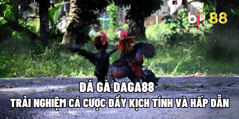 Đá Gà Daga88 – Trải Nghiệm Cá Cược Đầy Kịch Tính Và Hấp Dẫn 3 Đá gà Daga88