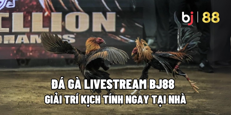 Đá Gà Livestream BJ88 – Giải Trí Kịch Tính Ngay Tại Nhà 5 Đá gà livestream