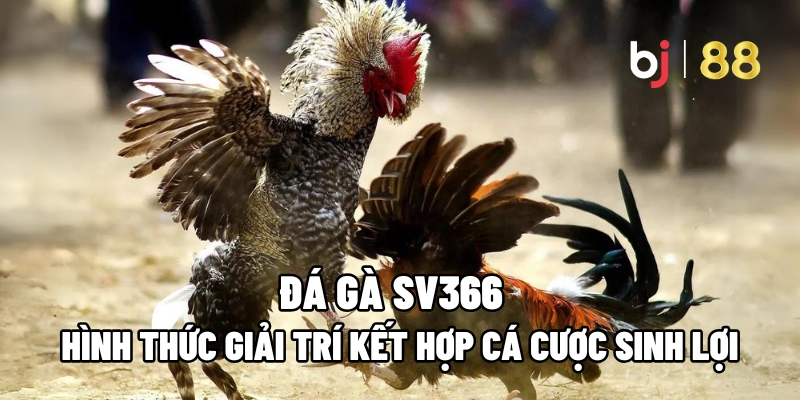 Đá Gà SV366: Hình Thức Giải Trí Kết Hợp Cá Cược Sinh Lợi 8 Đá Gà SV366