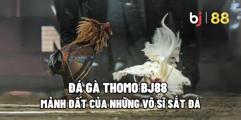 Đá Gà Thomo BJ88: Mảnh Đất Của Những Võ Sĩ Sắt Đá 9 đá gà thomo
