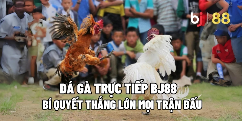 Đá Gà Trực Tiếp BJ88 : Bí Quyết Thắng Lớn Mọi Trận Đấu 11 Đá Gà Trực Tiếp
